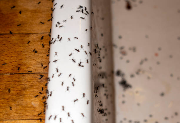 Best Best Pest Control Companies  in Taylor, AZ