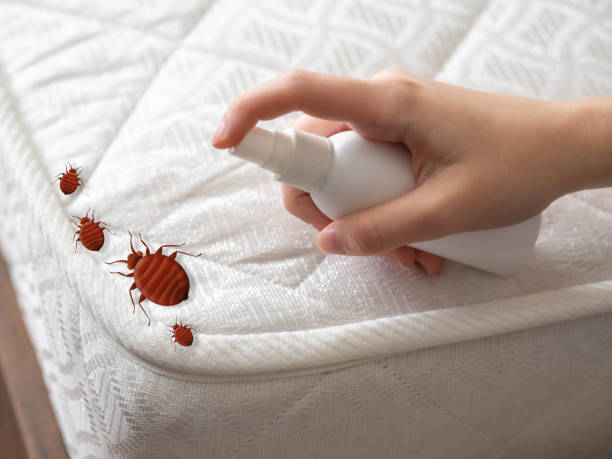 Best Flea Control Services  in Taylor, AZ