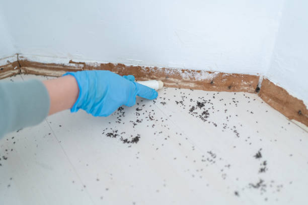 Best Exterminator Services  in Taylor, AZ